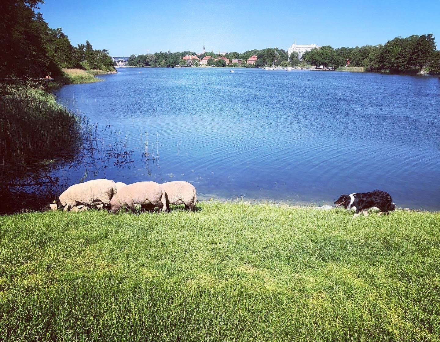 fårhund