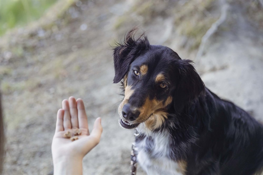 Insect Hearts med mjölmask, 80 g
