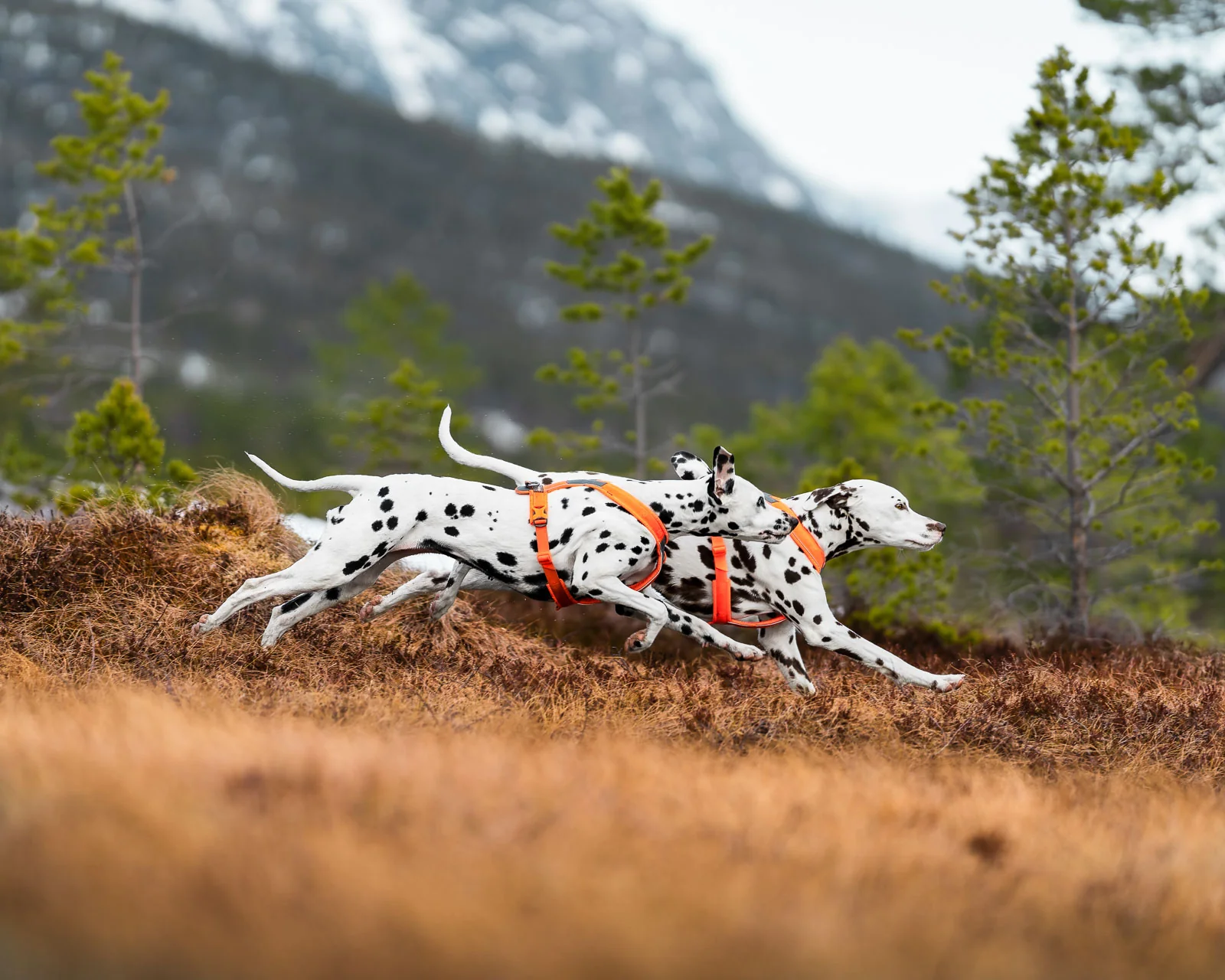 Nonstopdogwear Line harness 5.0 - Bekväm Y-Sele