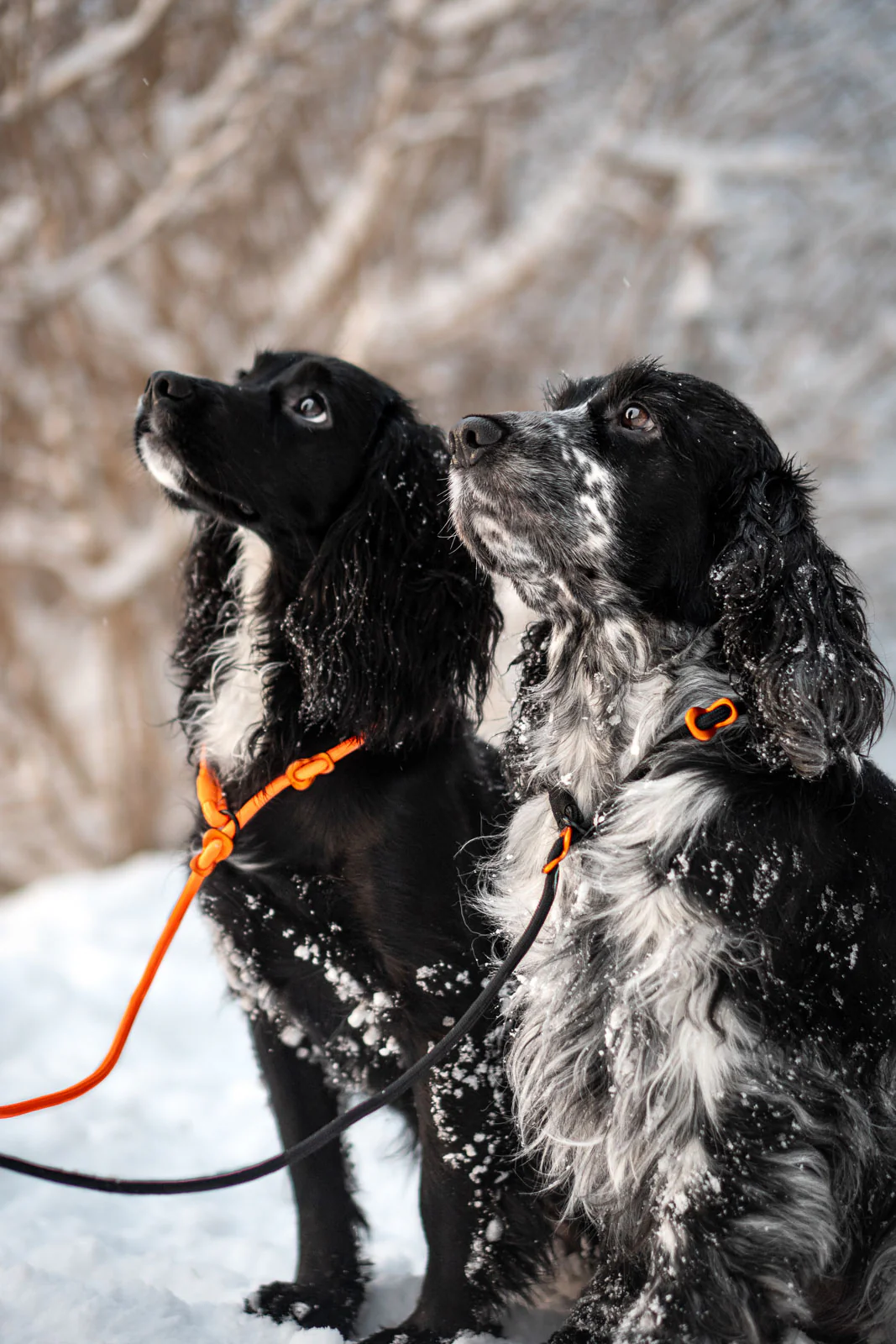Retrieverkoppel för jakt och träning – Non-stop Dogwear Retriever Leash