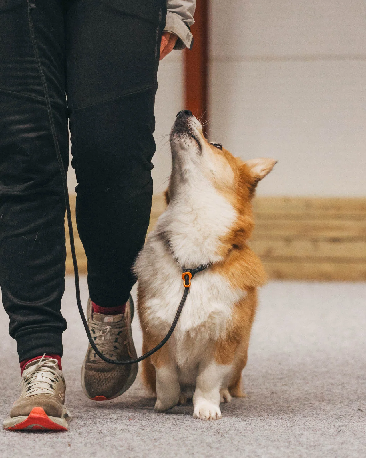 Retrieverkoppel för jakt och träning – Non-stop Dogwear Retriever Leash