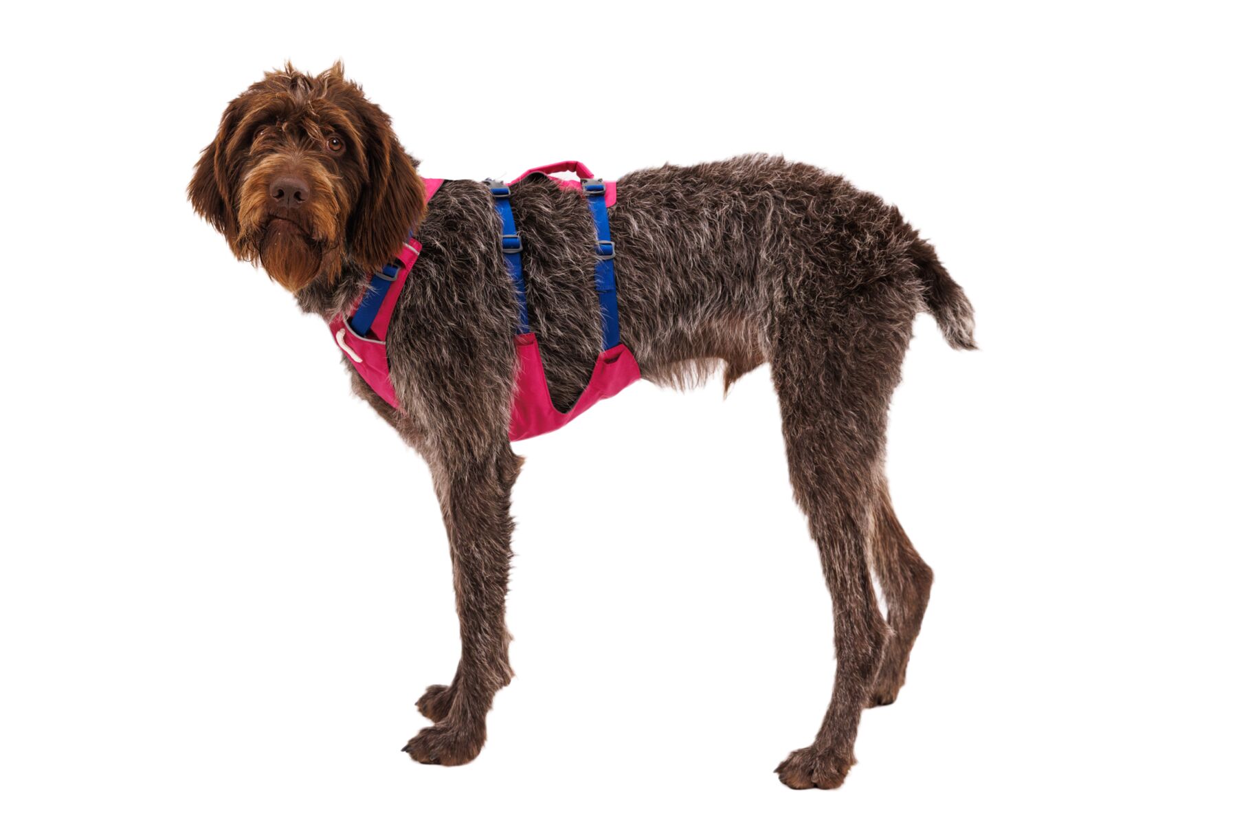 Ruffwear Flagline Harness, innovativ hundsele i flera färger