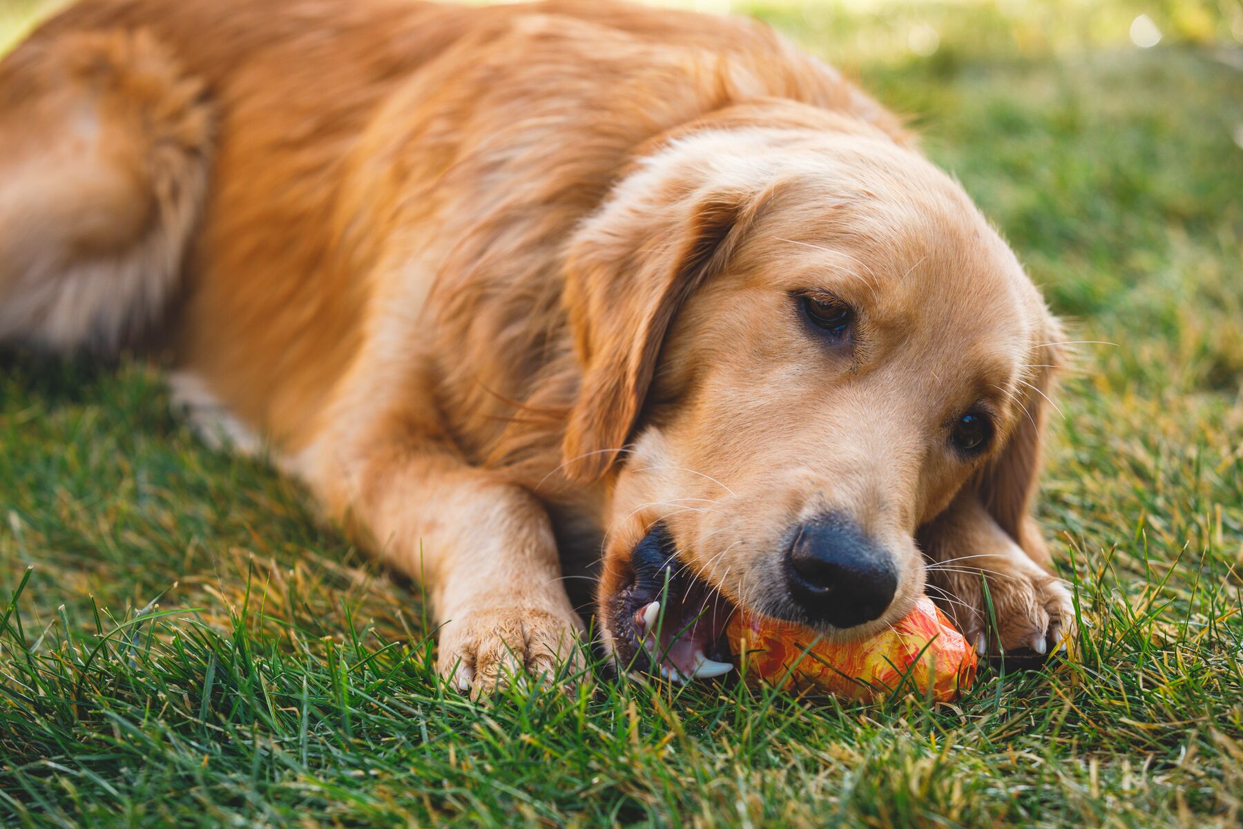 Ruffwear Gnawt-a-Cone ™