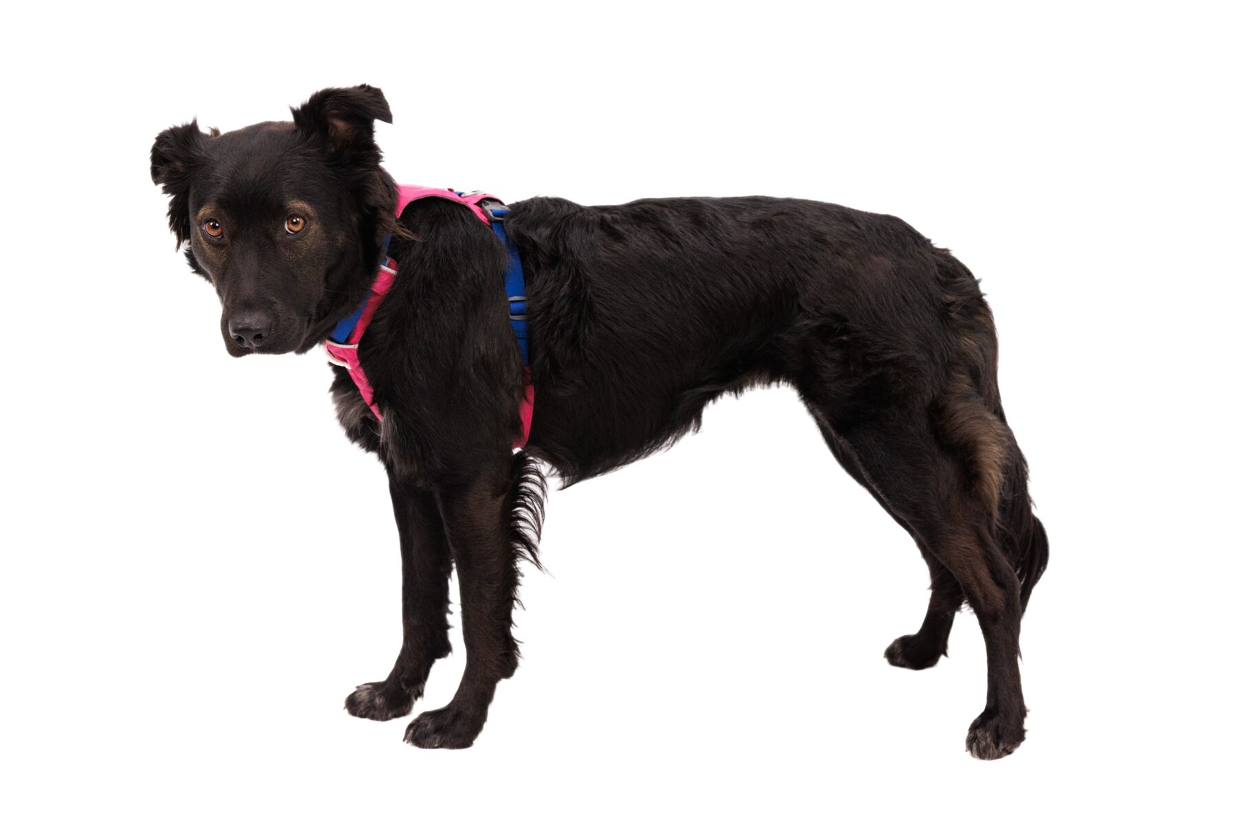 Ruffwear Hi & Light Harness - Lättviktssele