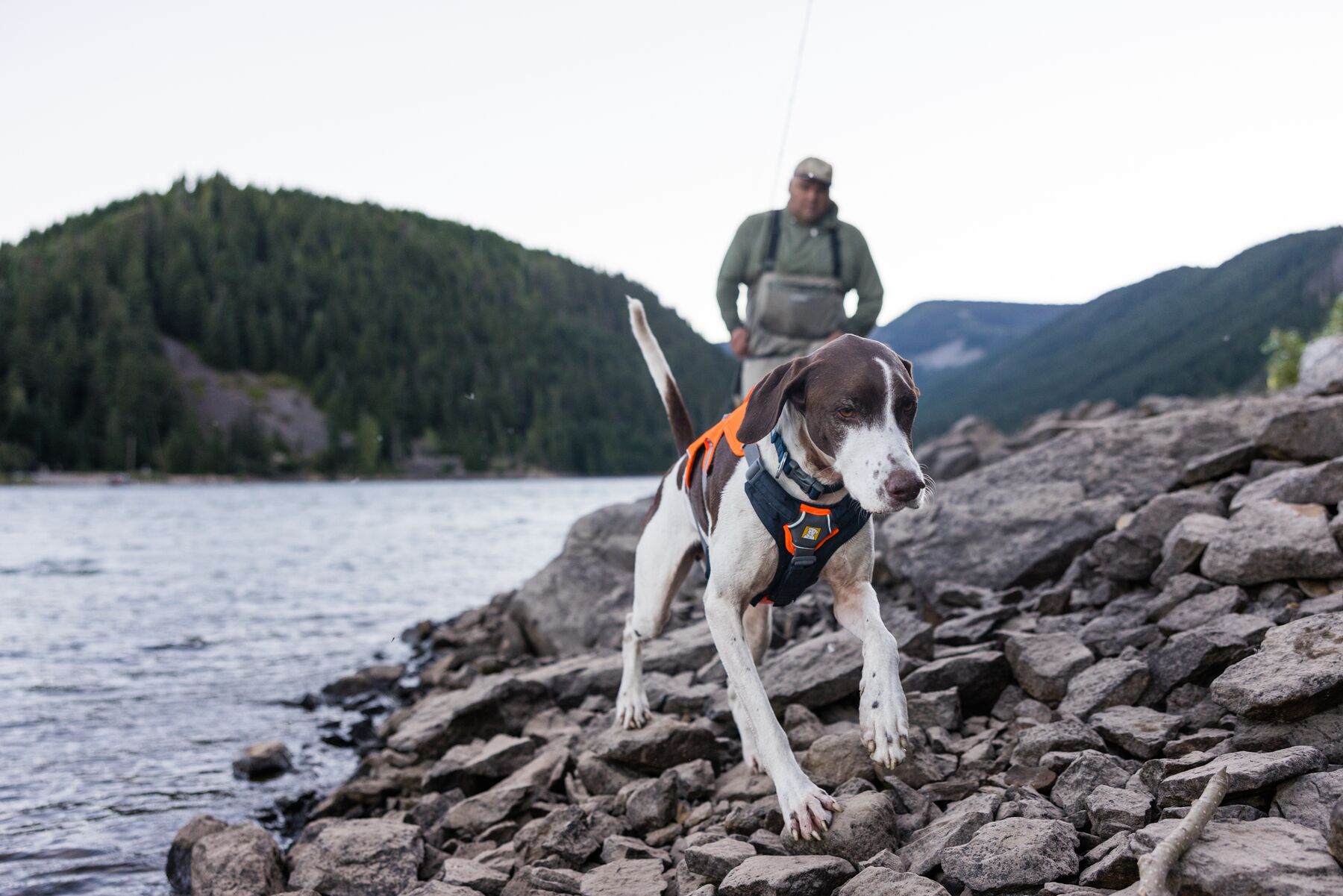 Ruffwear Webmaster Harness - Storsäljande hundsele