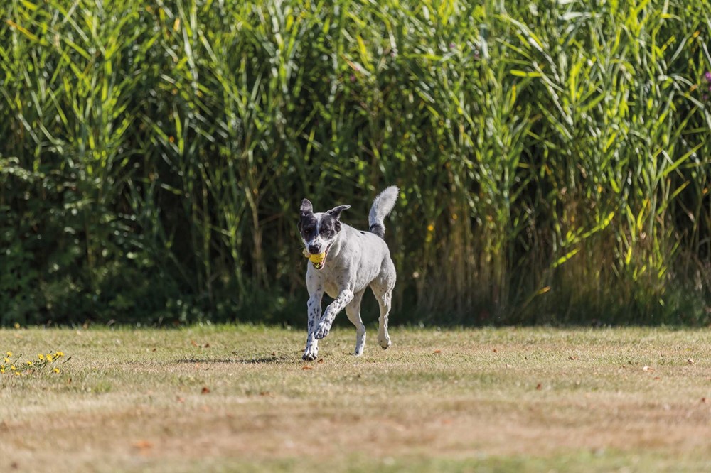 Trixie, sporting boll med band