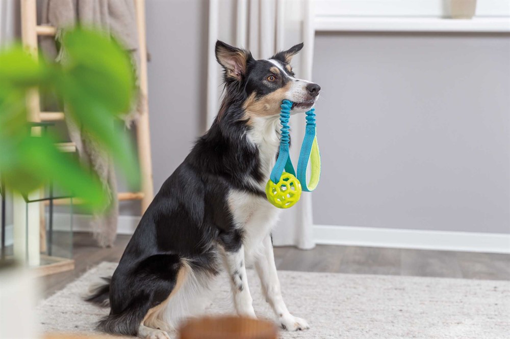 Trixie Bungee Tugger med boll – Dragleksak med stötdämpare, ø 9/48 cm
