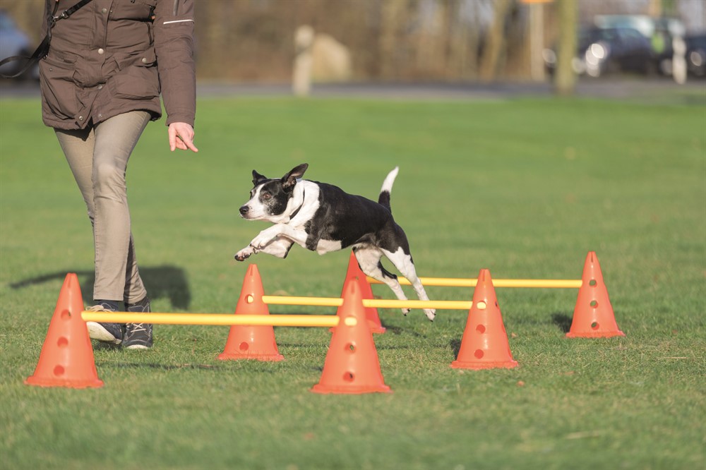 Trixie Dog Activity Hinderset – Agility och träning för hund i alla åldrar, 3 hinder