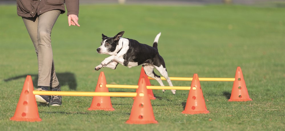 Trixie Dog Activity Hinderset – Agility och träning för hund i alla åldrar, 3 hinder