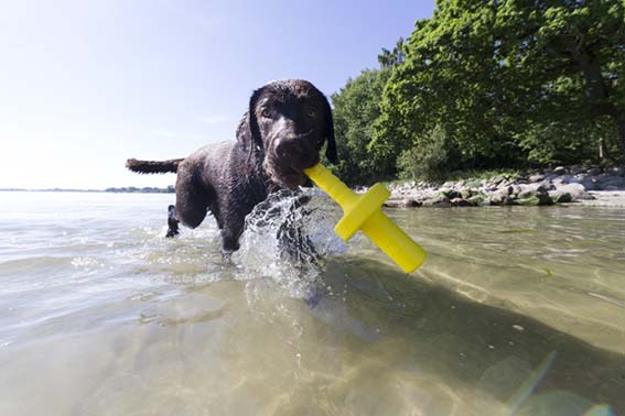 Trixie Dog Activity Mot-Aqua – flytande apportleksak för vatten