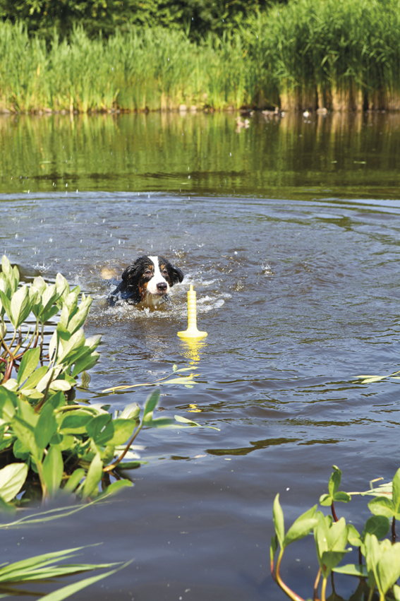 Trixie Dog Activity Mot-Aqua – flytande apportleksak för vatten