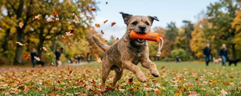 Fördelar med hundleksaker & träningsleksaker