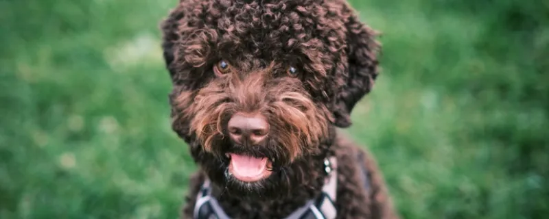 Varför välja hundsele istället för halsband?