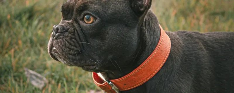 Vilket problem löser ett bra hundhalsband?