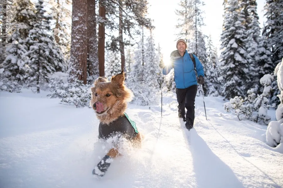 Varför välja hundkläder till din hund?