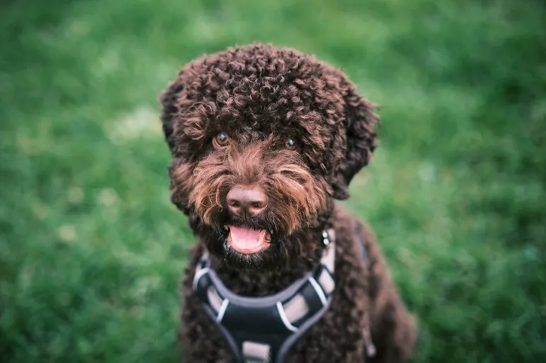 Olika behov vid val av Hundsele