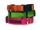 Wonderdog NYC Popcicle halsband