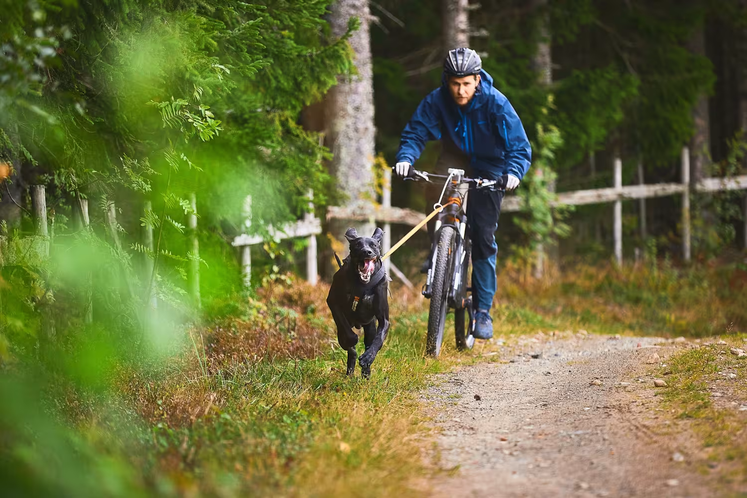 Bungee leash, Hundkoppel från Non-Stop Dogwear
