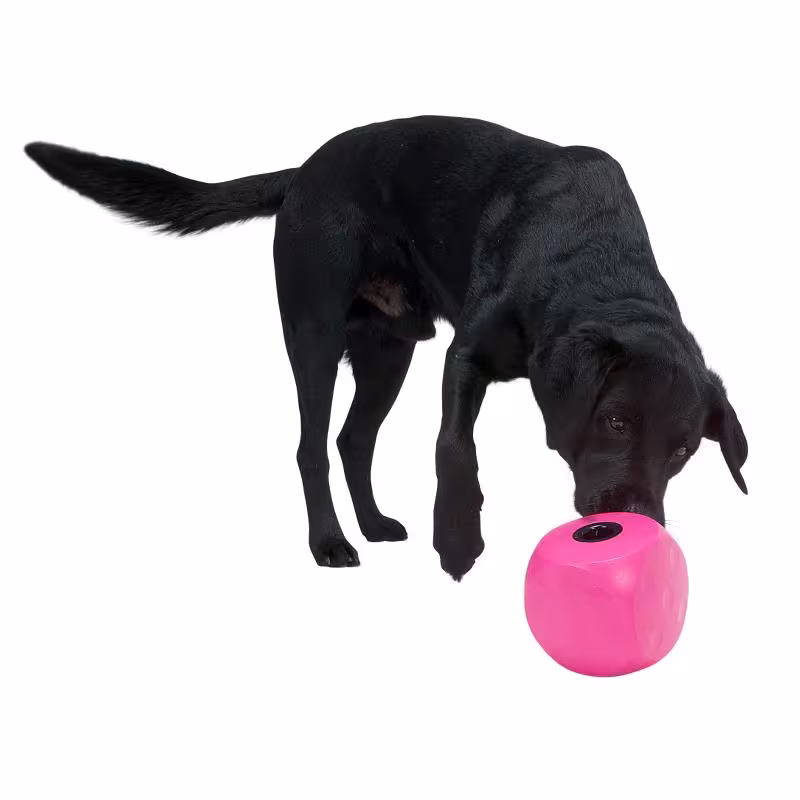 BUSTER Food Cube - Aktivitets kub för din hund i flera färger