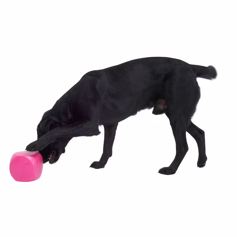 BUSTER Food Cube - Aktivitets kub för din hund i flera färger