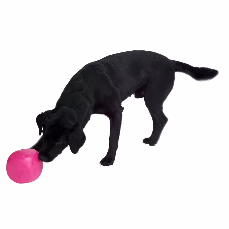 BUSTER Food Cube - Aktivitets kub för din hund i flera färger