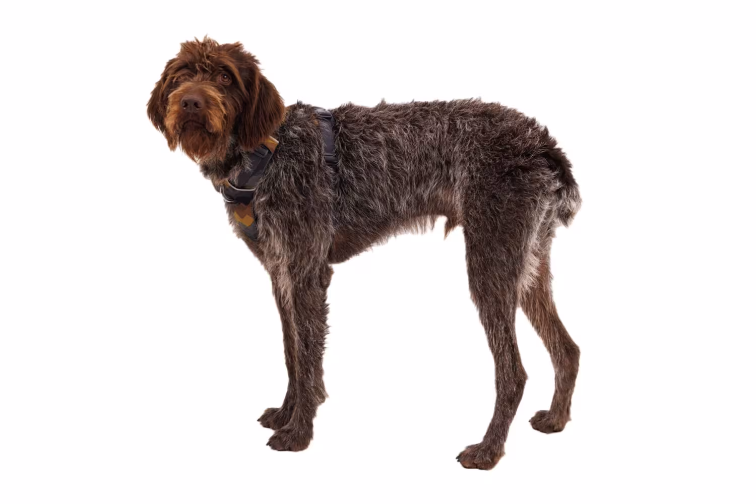 Hundsele, Front Range Harness