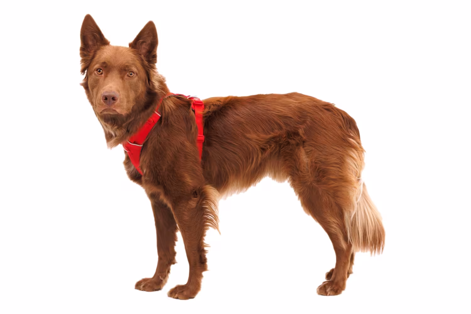Hundsele, Front Range Harness