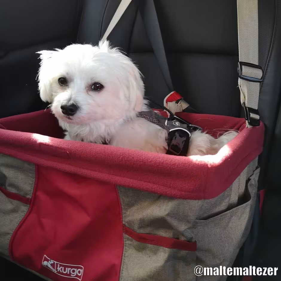 Kurgo Heather Booster Seat Röd/Muskot