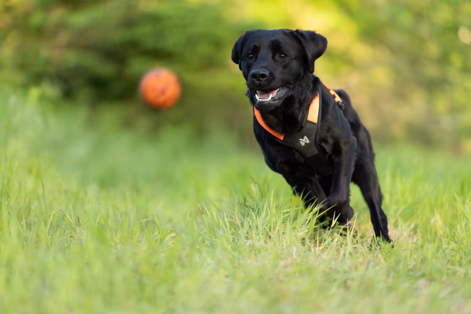Non-stop Dogwear Dog ball, Orange/black
