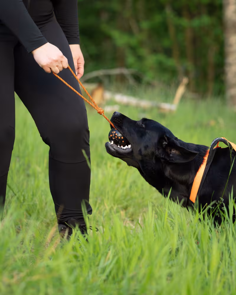 Non-stop Dogwear Dog ball on rope, Orange/black