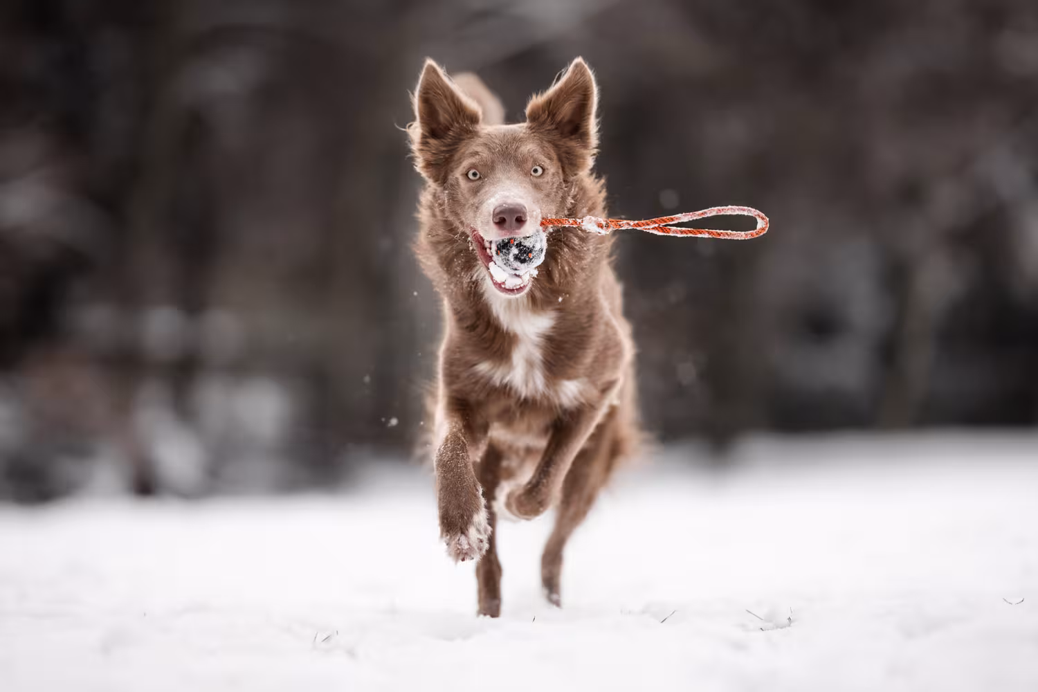 Non-stop Dogwear Dog ball on rope, Orange/black