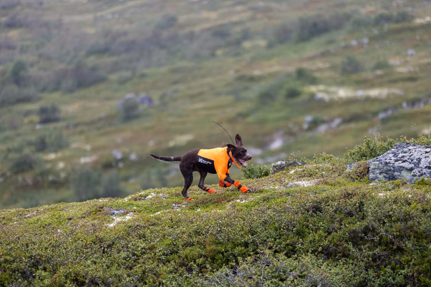 Non-stop Dogwear Protector half suit, orange