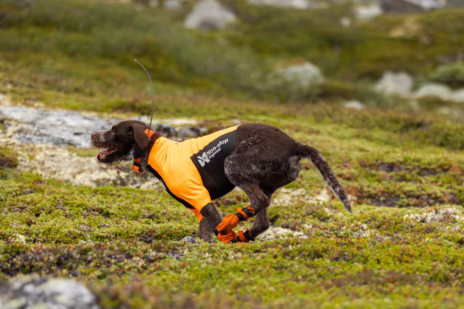 Non-stop Dogwear Protector half suit, orange