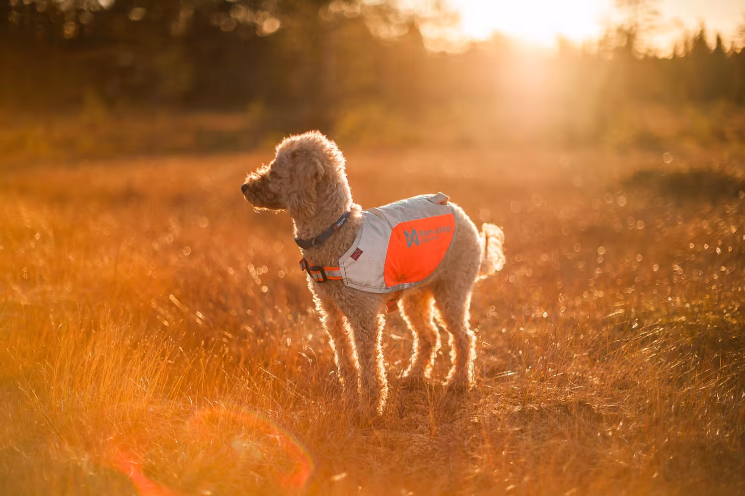 Non-stop Dogwear Reflection blanket, orange
