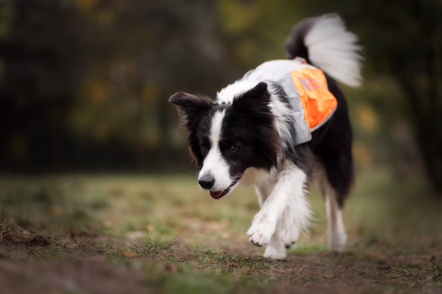 Non-stop Dogwear Reflection blanket, orange