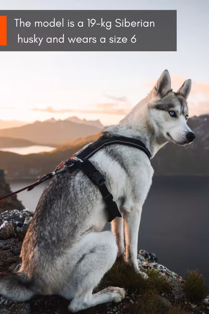 Nonstopdogwear Line harness 5.0 - Bekväm Y-Sele