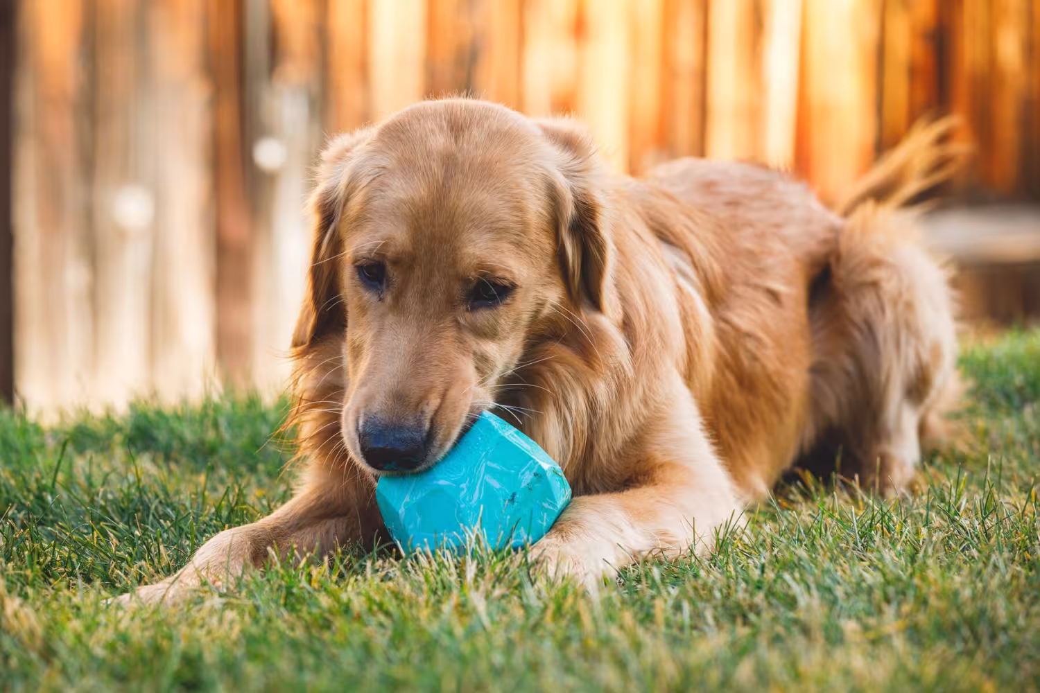 Ruffwear Gnawt-a-Rock ™