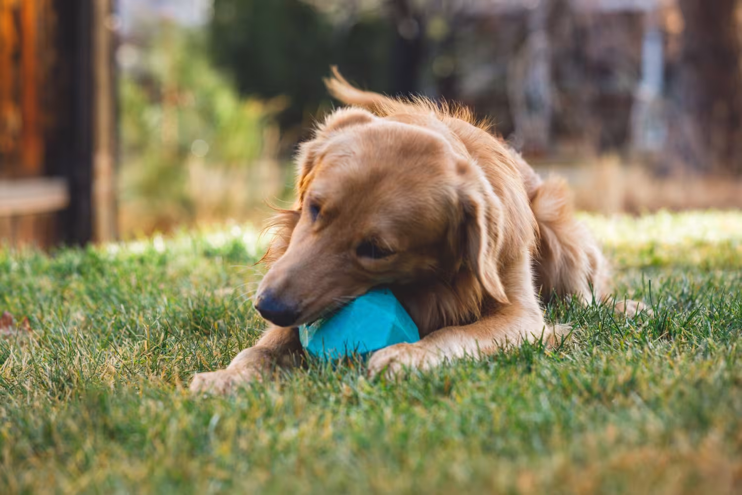 Ruffwear Gnawt-a-Rock ™