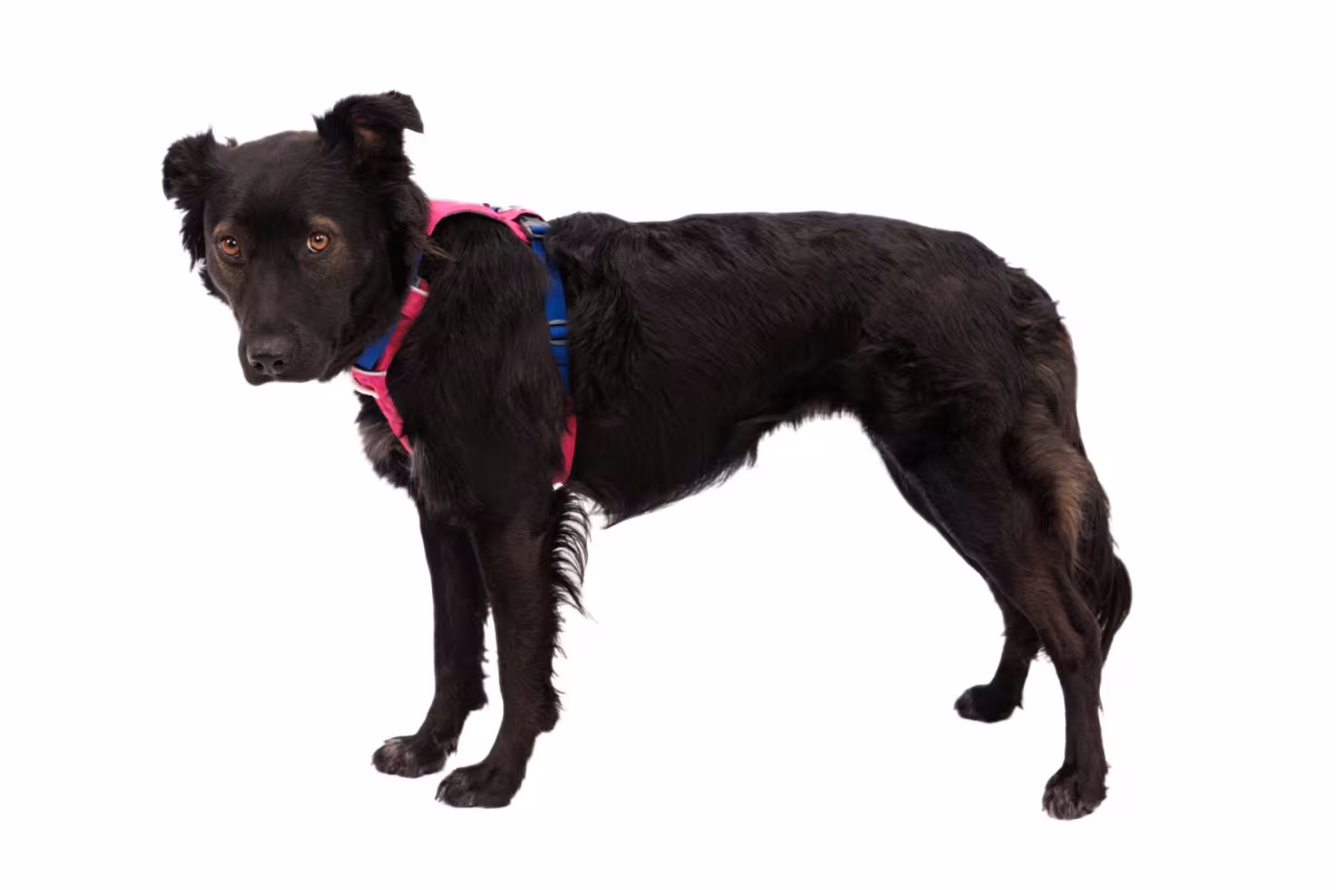 Ruffwear Hi & Light Harness - Lättviktssele