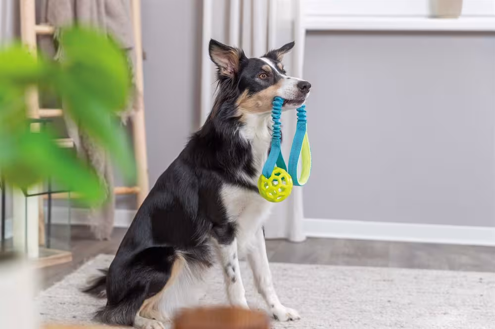 Trixie Bungee Tugger med boll – Dragleksak med stötdämpare, ø 9/48 cm