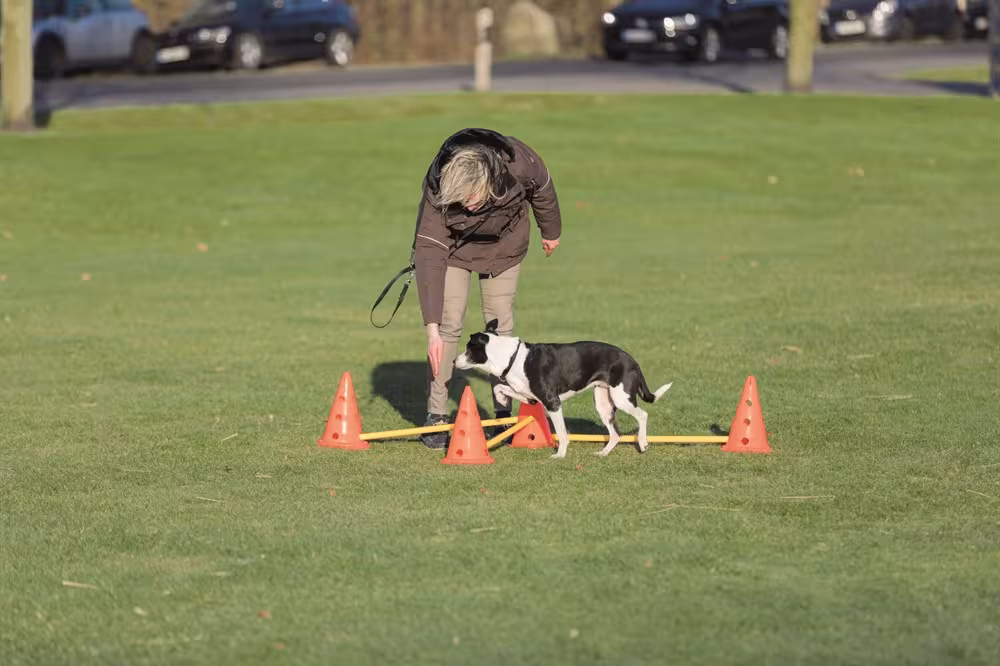 Trixie Dog Activity Hinderset – Agility och träning för hund i alla åldrar, 3 hinder