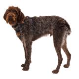 Hundsele, Front Range Harness