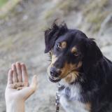 Insect Hearts med mjölmask, 80 g