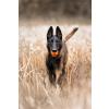 Non-stop Dogwear Dog ball, Orange/black