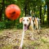 Non-stop Dogwear Dog ball, Orange/black
