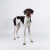 Non-stop Dogwear Dog ball, Orange/black