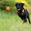 Non-stop Dogwear Dog ball, Orange/black
