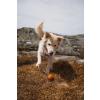 Non-stop Dogwear Dog ball, Orange/black