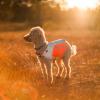 Non-stop Dogwear Reflection blanket, orange