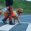 Non-stop Dogwear Reflection blanket, orange